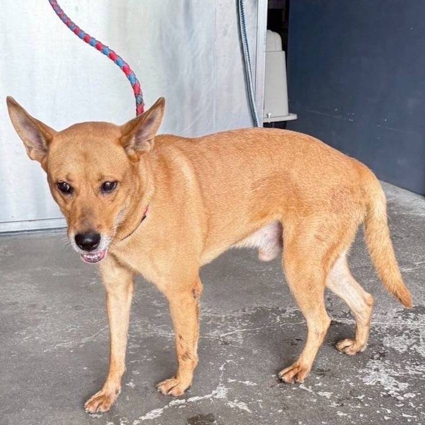 ❮全新❯ 慈濟 Tzu-Chi 靜思書軒 淨斯 環保餐具 母子碗 碗盤 橢圓餐盒 圓碗盤 環保無毒 可攜式餐具 便當盒-細節圖6