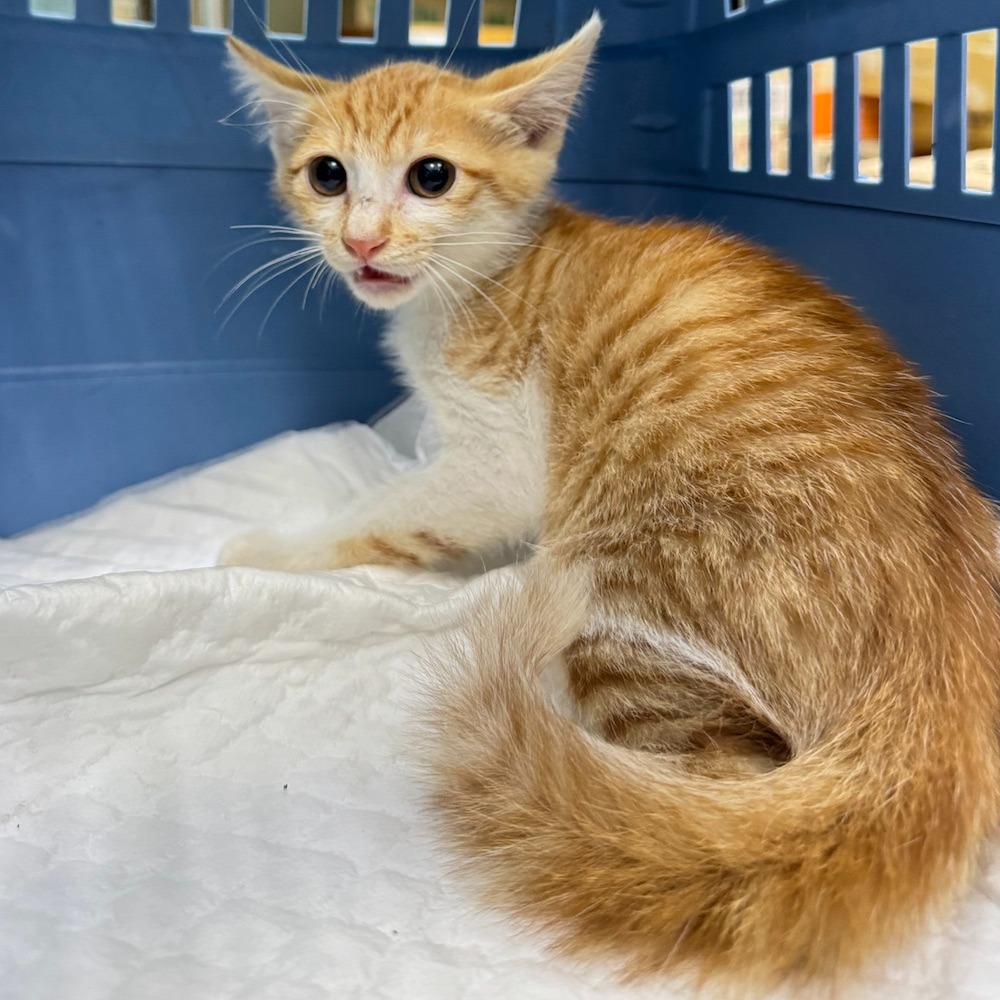 ❮二手❯ 日本 Tokyo Disney 東京迪士尼 達菲家族 站姿 雪莉玫 手提斜背二用包 拉鍊包 化妝包 文具袋-細節圖10