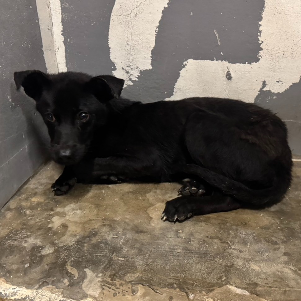 ❮二手❯ 韓國 Super Junior 韓團專輯 正規十一輯 利特 希澈 藝聲 神童 銀赫 東海 始源 厲旭 圭賢-細節圖11