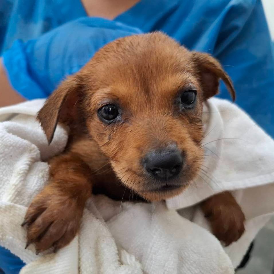 ❮二手❯ 網樂通 FD1080Hd-8G 網路撥放器 改機專用 壹電視網樂通 改裝BT 抓檔機 硬改電路-細節圖10