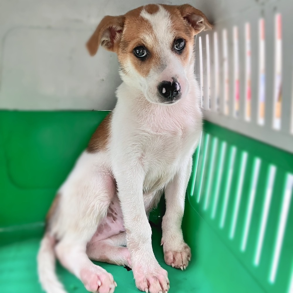 ❮二手❯ eslite 誠品 山村奇譚 1-3 山村雋永版/3冊合售 千年雨 台灣版《盜墓筆記》奇幻驚悚小說套書-細節圖5