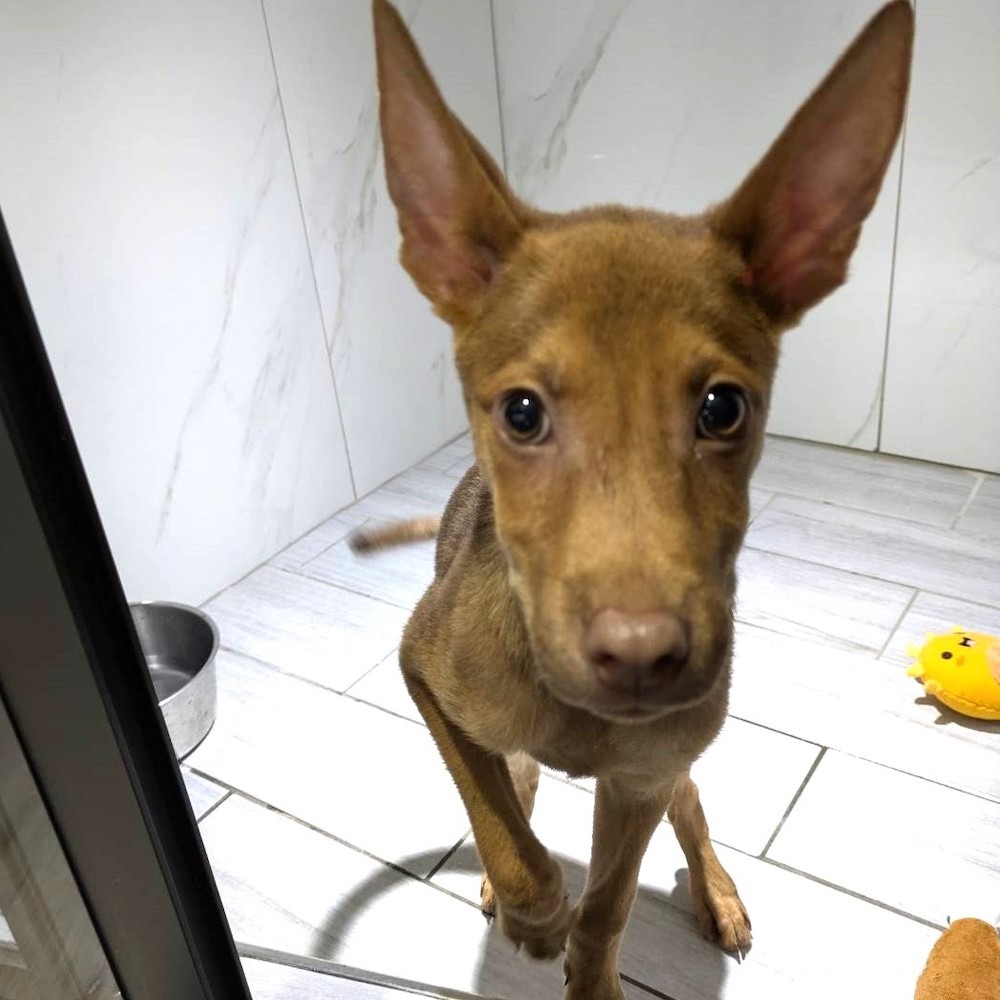 ❮全新❯ 芬蘭 Moomin 嚕嚕米 手提袋 提袋 杯袋 國泰產險 嚕嚕米飲料杯袋 環保再生材質 保溫杯袋 購物袋-細節圖6