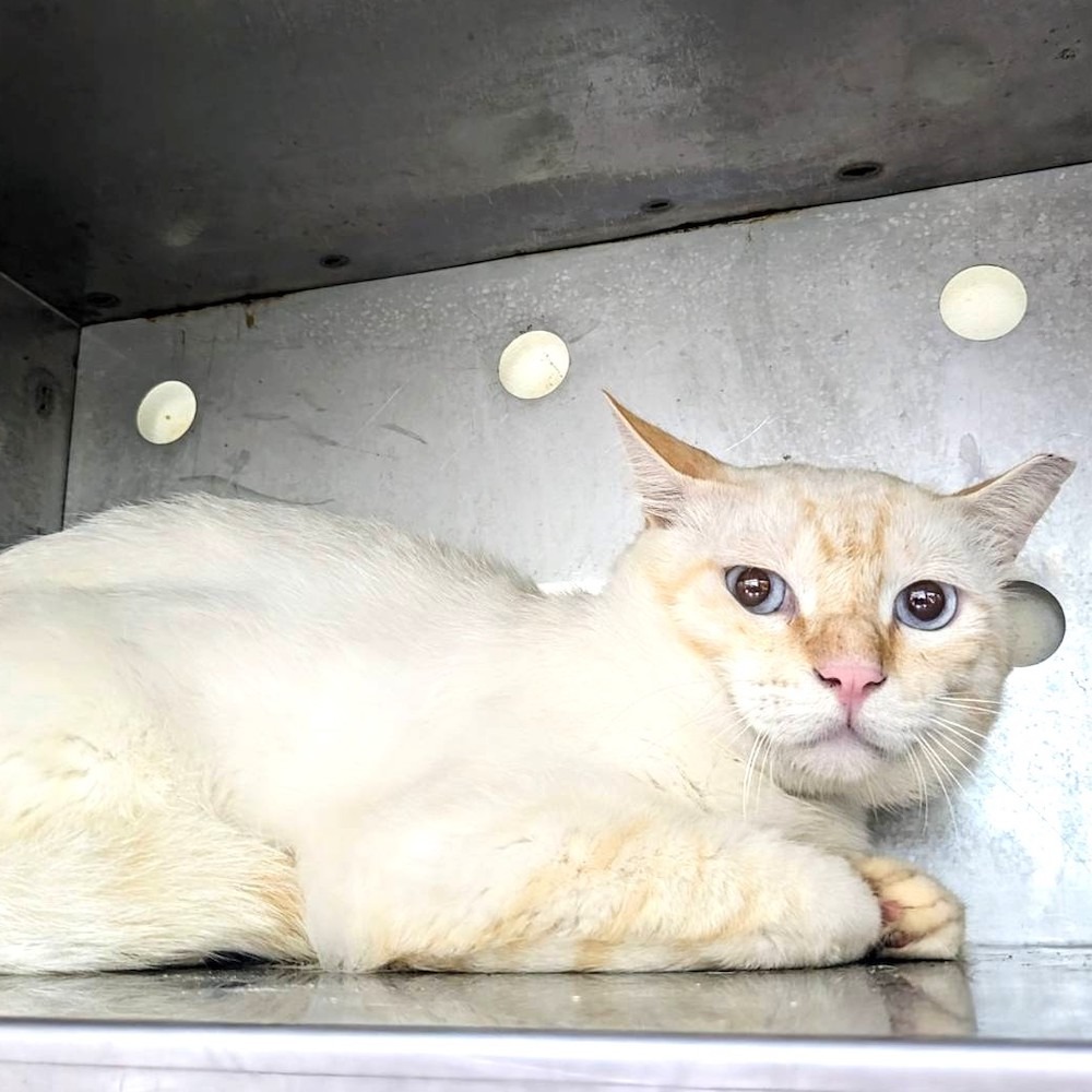 ❮近新❯ 日本 KENLOCK 碳纖三腳架 球型雲台 載重15kg 可拆單腳 反折收納 腳架袋 C-284 單眼 類單-細節圖10