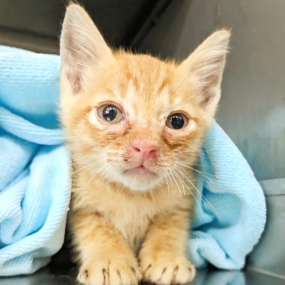 ❮全新❯ 日本 meiji 明治 小熊充氣沙發 充氣椅 原廠盒裝 露營折疊椅 戶外便攜 室內懶人沙發 兒童成人 卡通可愛-細節圖6