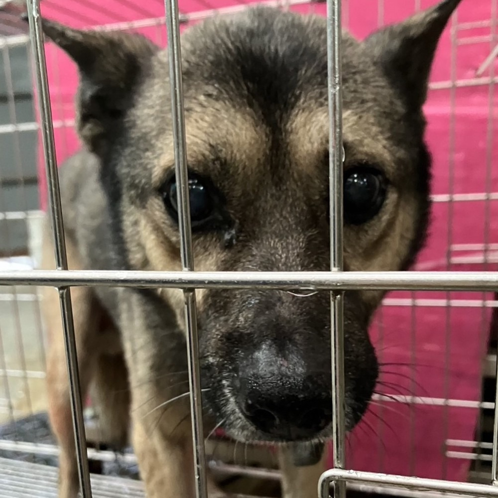 ❮全新❯ 德國 Audi 奧迪 手機腕帶 iPhone 手機鏈 織帶 金屬扣環 手機掛繩 防摔 防丟 手機鏈 掛脖 腕帶-細節圖5