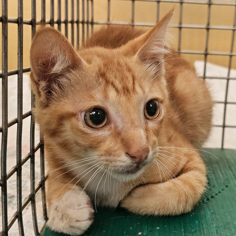 ❮近新❯ 日本 TUSA HyFlex Zoom 潛水蛙鞋 潛水防寒衣 IST潛水靴 潛水手套 潛水面鏡 呼吸管-細節圖10