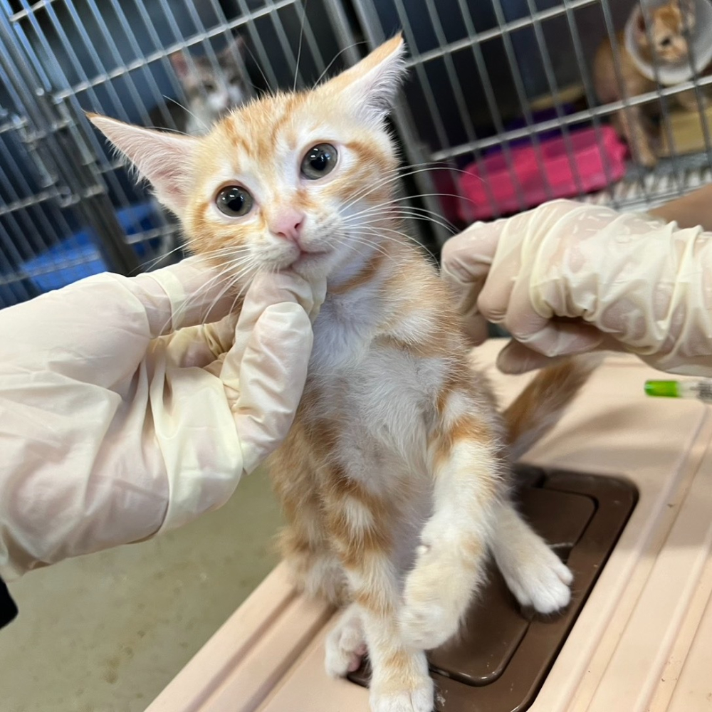 ❮近新❯ NB NORTH BAYOU 全動式懸臂電視壁掛架 NBSP2 40至70吋 LED LCD 電漿電視 壁掛架-細節圖10