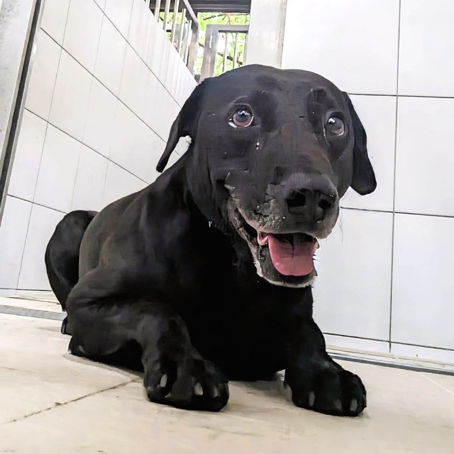 ❮二手❯ BSTar 貝仕達 AP-202 完美NO.1旅行充電器 雙USB 快速充電 摺疊收納 充電器-細節圖7