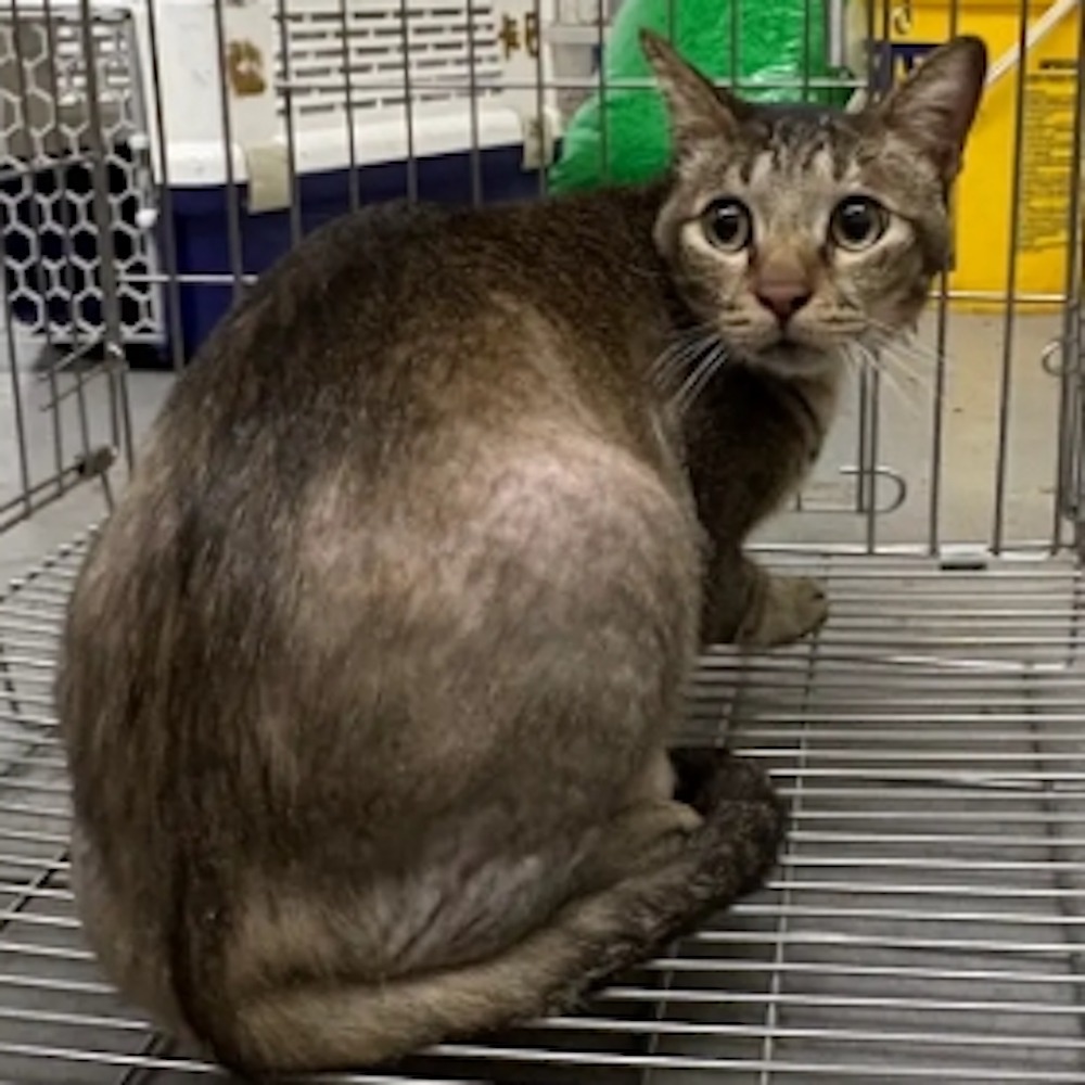 ❮近新❯ 日本 Cool Pot 2公升 冷水壺 冷水壺 容量 2.0公升 適合存放冷飲 設計簡約 水壺-細節圖10