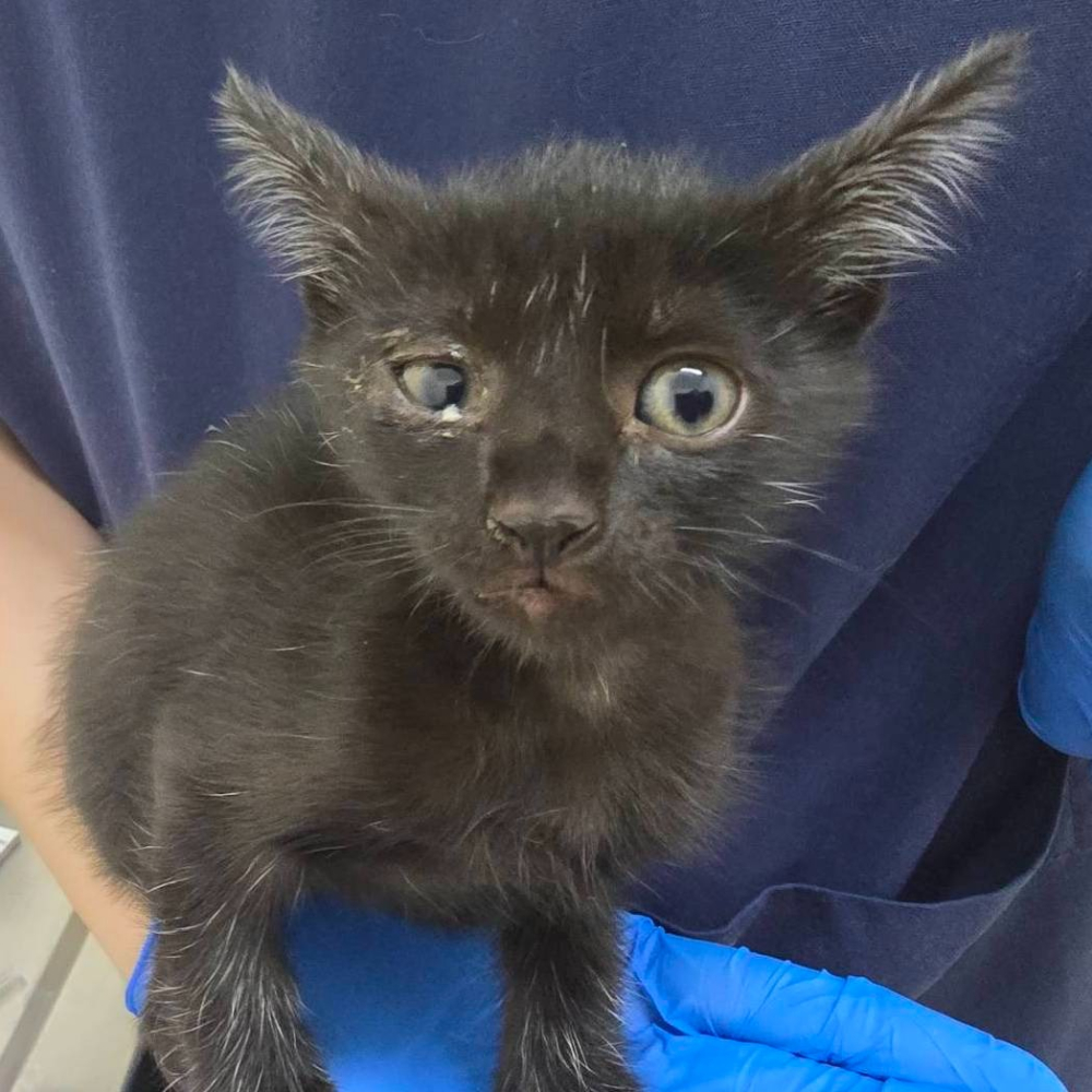 ❮全新❯ 日本 Pokemon 精靈寶可夢 NS Switch 首批特典劍盾雙重包證件套 行李掛牌 行李吊牌-細節圖5