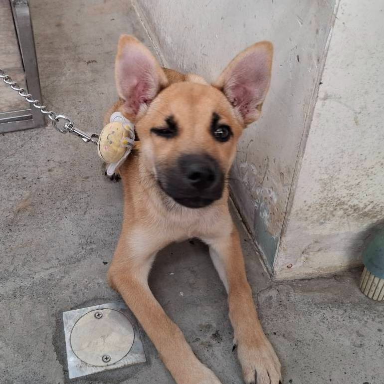 ❮二手❯ ASUS 華碩 RT-AX1800 PLUS Ai Mesh 雙頻 WiFi 6 無線路由器 分享器-細節圖10