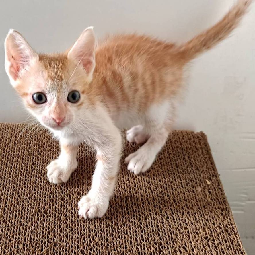 ❮二手❯ EDIFIER 漫步者 W828NB 主動降噪無線藍牙耳機 頭戴式主動降噪藍牙耳機 採用ANC主動降噪技術-細節圖10