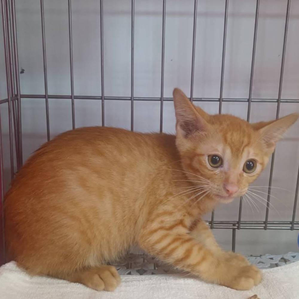 ❮近新❯ MWUPP 五匹 OsoPro 甲殼蟲 二代 減震版甲殼支撐面板 減震甲殼支撐板 支撐板 五匹配件 外送 熊貓-細節圖5