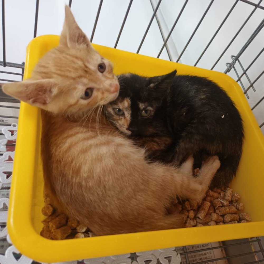 ❮二手❯ 日本 audio-technica 鐵三角 AT9933USB USB麥克風 電競桌上型麥克風 遊戲桌面麥克風-細節圖7