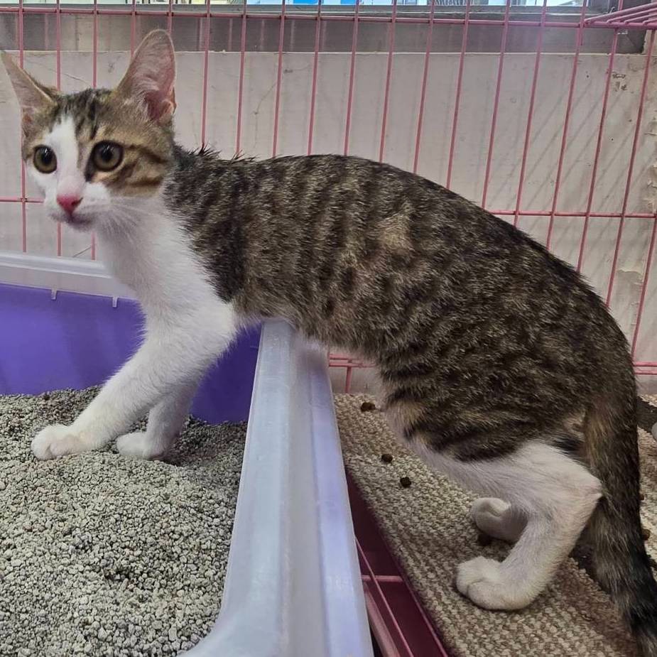 ❮二手❯ 美國 STARBUCKS 星巴克 西雅圖限定 Swell聯名 16oz 保溫瓶 SEATTLE 工坊不鏽杯-細節圖9