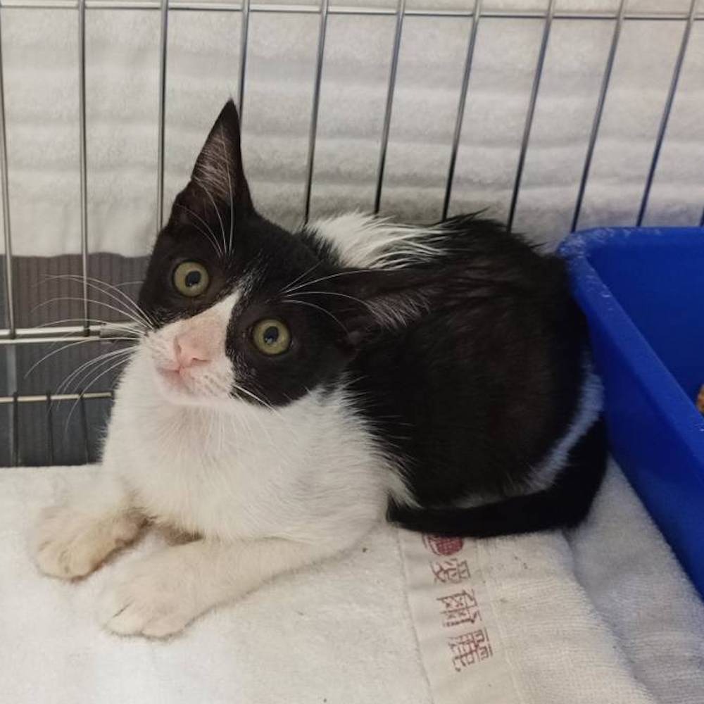 ❮二手❯ ASUS 華碩 19V 3.42A 65W 筆記型電腦AC/DC電源變壓器 ADP-65JH BB 電源線-細節圖2