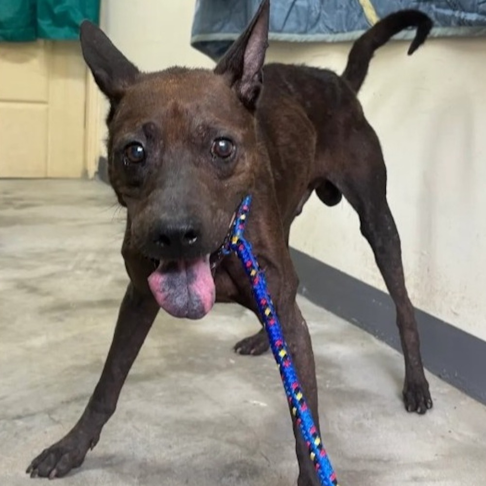 ❮近新❯ 日本 Uniqlo 2025 40週年感謝祭 白 不鏽鋼保溫瓶 480ml 原廠盒裝 環保杯 保溫杯 保溫瓶-細節圖10