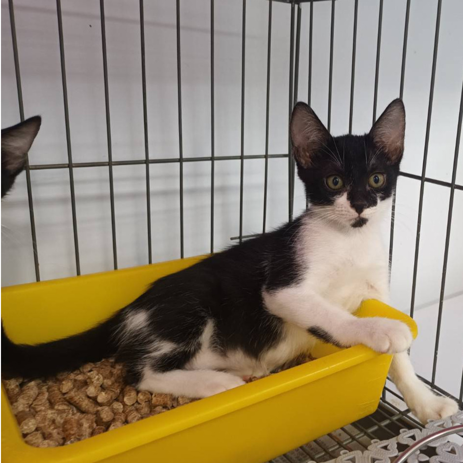 ❮近新❯ 初生嬰幼兒防抓護手套 一雙嬰兒防抓手套 新生兒 防止抓傷自己或臉部 寶寶 嬰兒護手套 純棉針織棉防抓臉手套-細節圖4