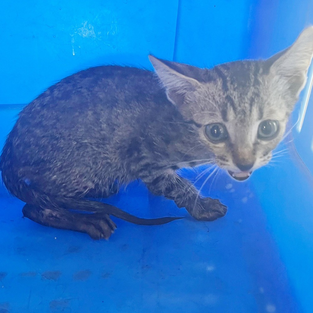 ❮二手❯ 美國 Microsoft 微軟 Wireless Desktop 900 無線鍵盤 進階加密標準AES-細節圖9