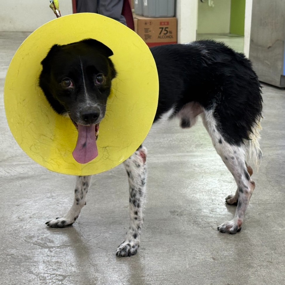 ❮全新❯ 日本 Tombow 蜻蜓牌 CT-PRN4 修正帶替換帶 寬4.2mm 長6m 立可帶 立可白-細節圖3