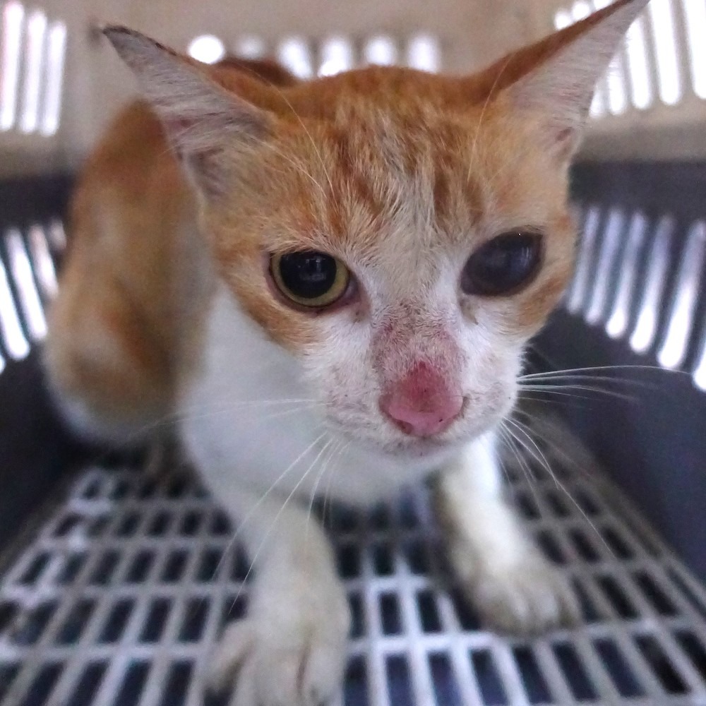 ❮全新❯ 德國 Berndes 鍋鏟 耐熱溫度高達430°F/220°C 鋁製鑄鋁炊 適合過敏者使用 塗層無毒 烹飪翻炒-細節圖6