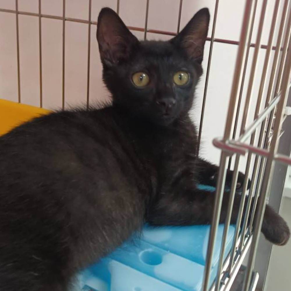 ❮近新❯ 日本 Yunomi 湯吞 日常五心 江戶時代 日常飲茶 日式茶杯 熱茶 煎茶 番茶 玄米茶 焙茶 圓柱 無把手-細節圖9