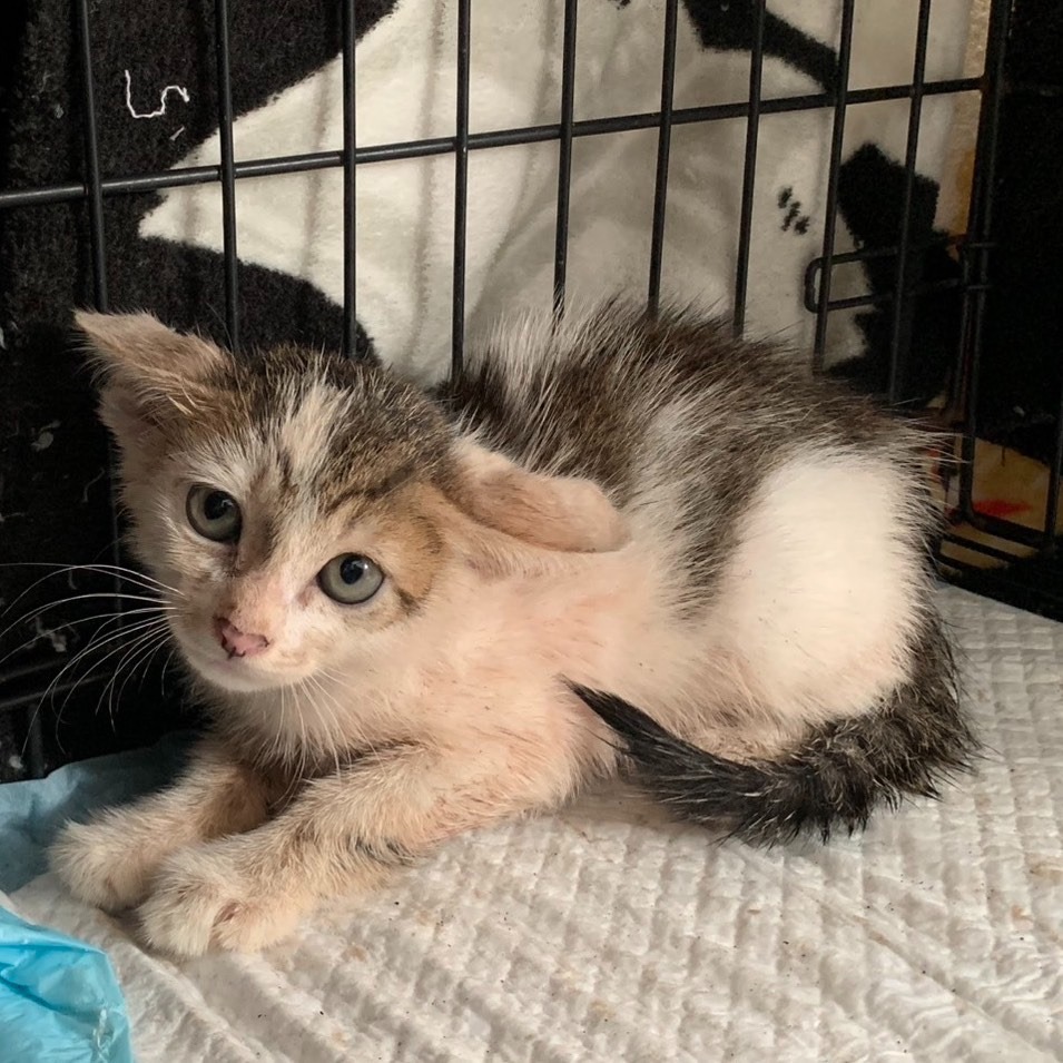 ❮二手❯ 華新尚愛德 保溫壺 2L 304不銹鋼熱水瓶 歐式暖壺咖啡壺鴨嘴壺 廚房及烹飪用具推薦 烹飪用具推薦-細節圖9