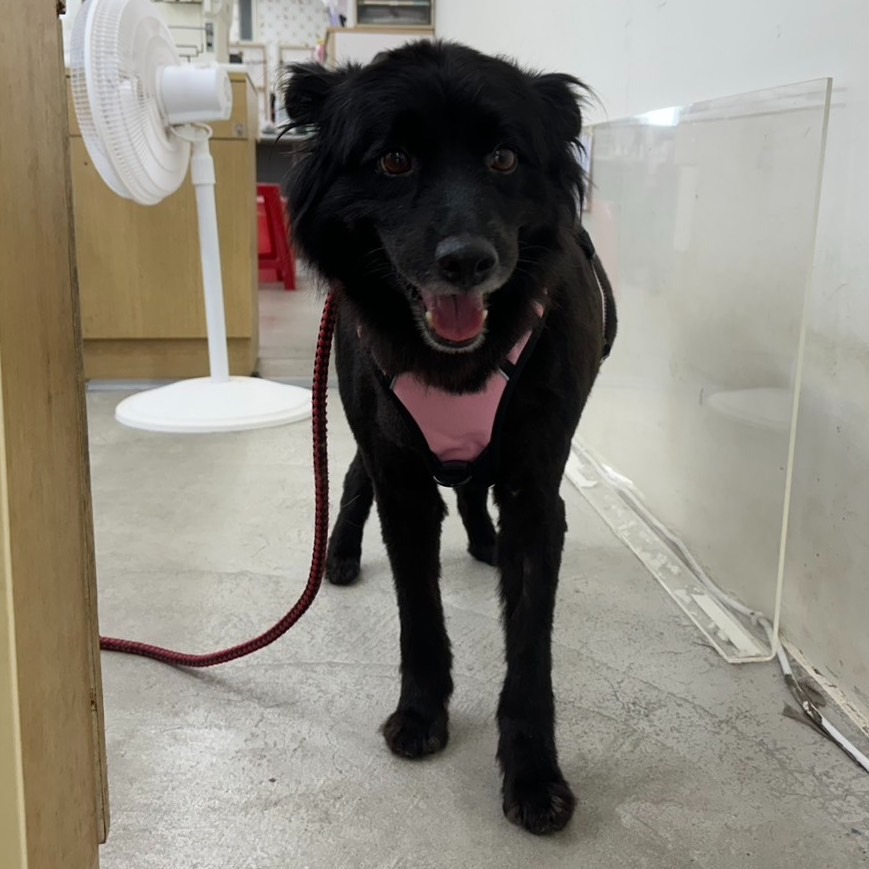 ❮二手❯ TNS-1756 控制器充電座 Nintendo Switch Joy-Con控制器 Pro控制器充電座-細節圖8