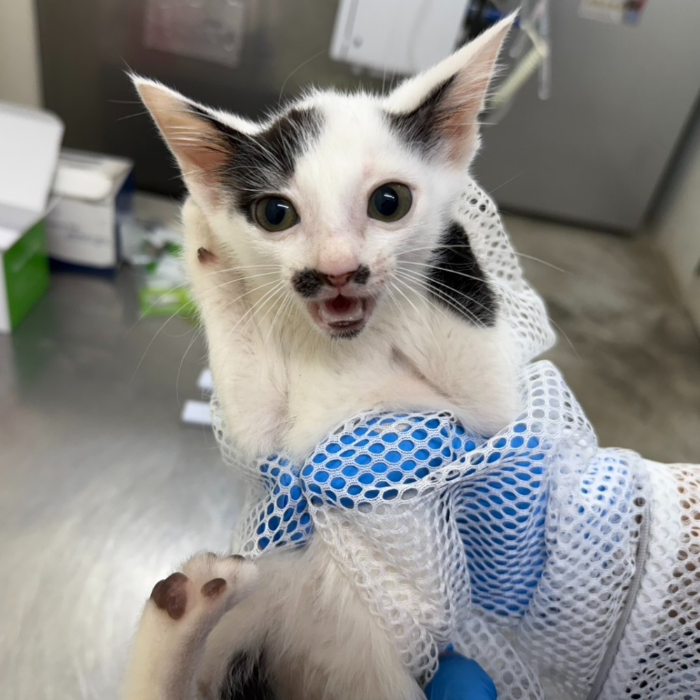 ❮近新❯ FamilyMart 全家 Let＇s Café 馬克杯 聖誕馬克杯 德國金耳釦泰迪熊 日本設計師加藤真治-細節圖7