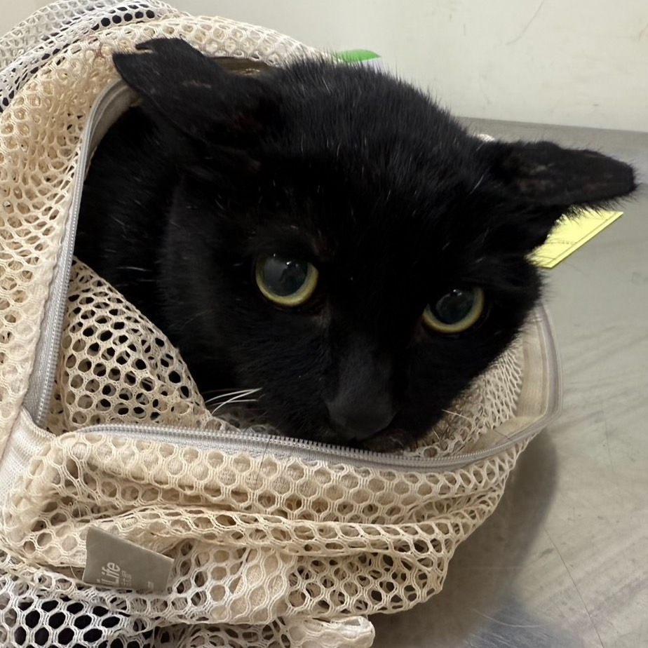 ❮全新❯ 日本 シューレース 東京株式會社 SEZ-1-02 ROSE花紋鞋帶 120公分 鞋帶 運動鞋 球鞋-細節圖3