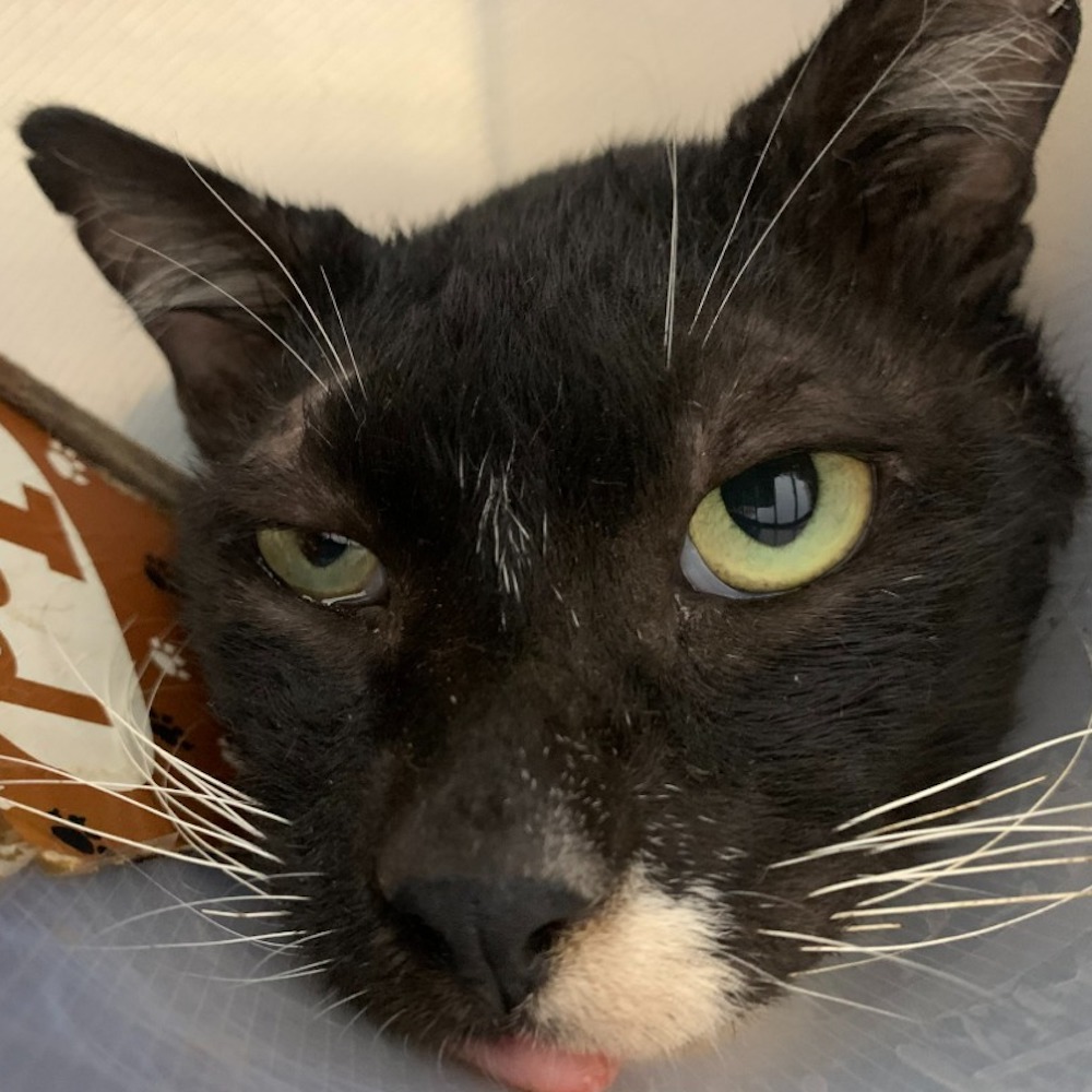 ❮二手❯ Pet 中小型犬 公狗 寵物尿盆 39*58cm 用於幼犬訓練或為無法外出排泄的寵物提供室內排泄空間-細節圖10