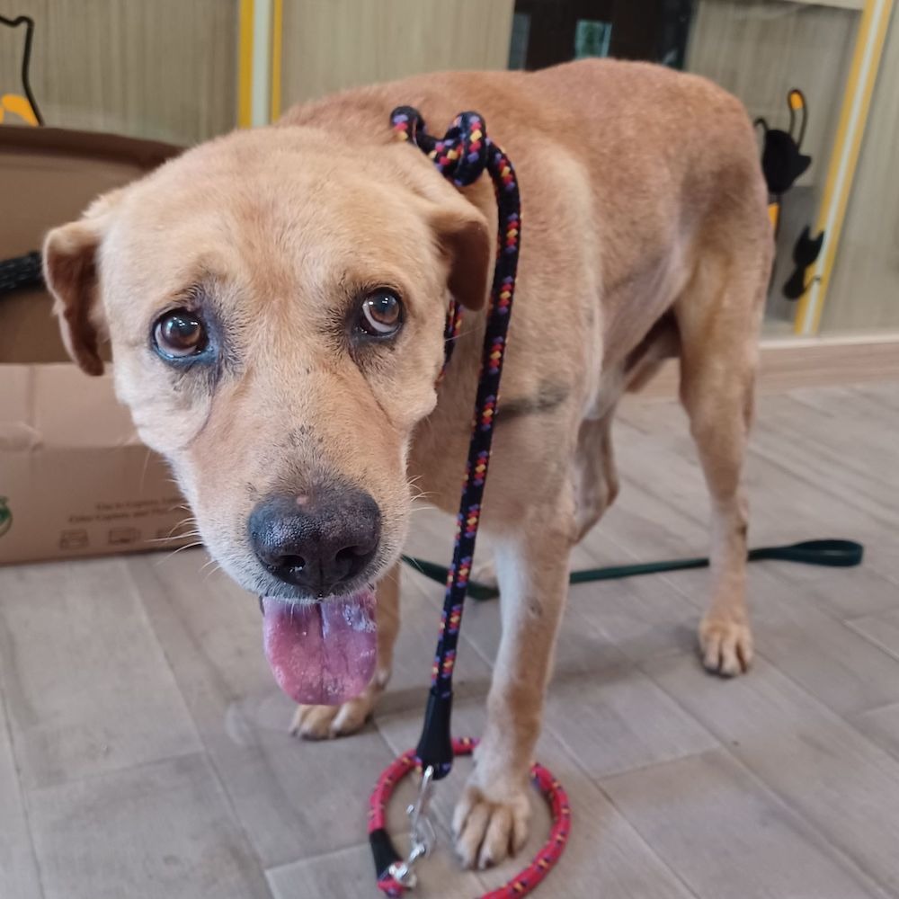 ❮全新❯ 夏季 Delivery 帽簷冰絲防曬衣 外送員 男女 2025最新款 戶外防紫外線 外套 超薄透氣排汗防曬服-細節圖11