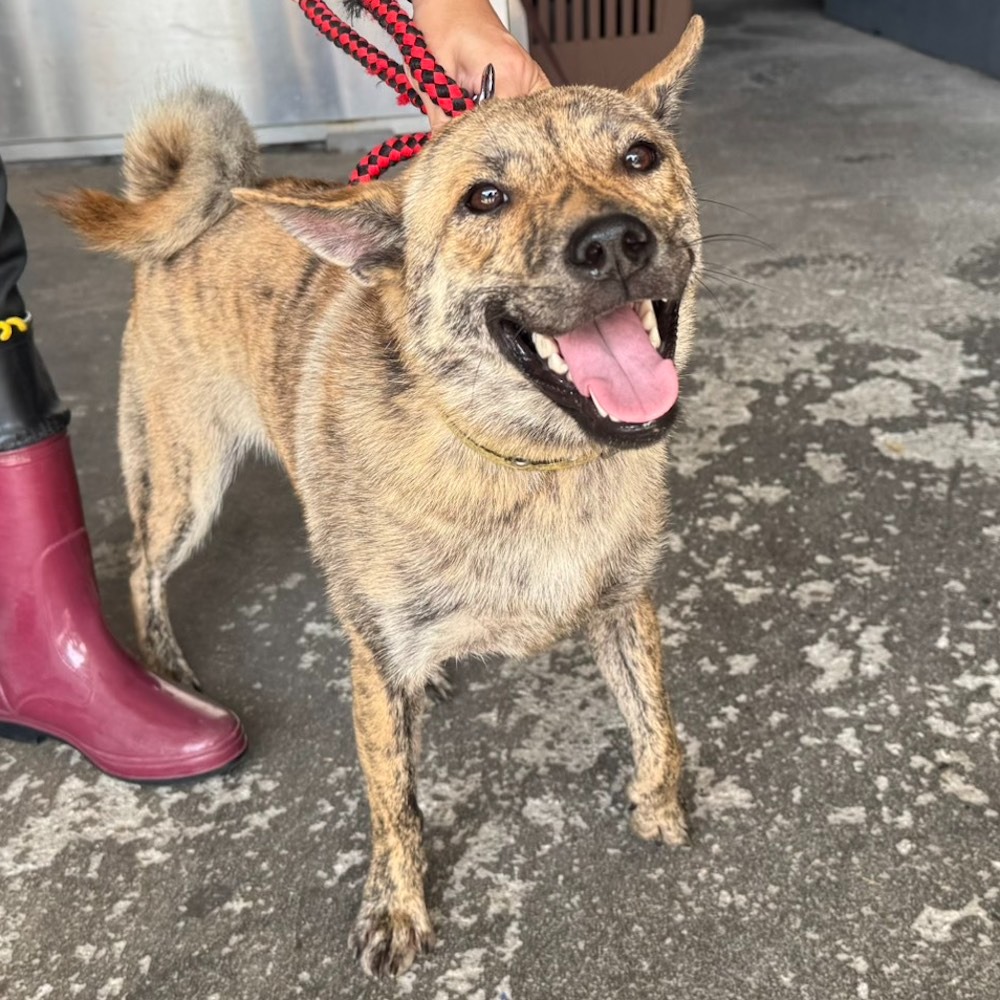 ❮二手❯ 韓國 Hewlett Packard HP 惠普 C8187-60034 印表機電源線 交流電源變壓器-細節圖3