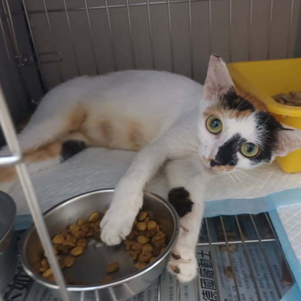 ❮二手❯ 美國 TUMI Alpha Bravo Calhoun 多功能商務彈道尼龍公事包 14吋筆電包 手提肩背電腦包-細節圖10