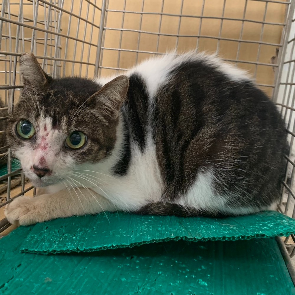 ❮全新❯ 慈濟 Tzu-Chi 靜思書軒 淨斯 有餘米菓盒裝 18gX12入 醬燒豆 田園米菓 醬燒仙貝 椒麻小餘-細節圖3