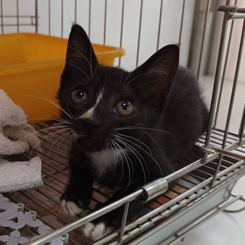 ❮二手❯ 美國 Centurion 百夫長 26吋 胖胖箱 行李箱 45*44*82cm 托運箱 旅行箱 航空箱 登機箱-細節圖11