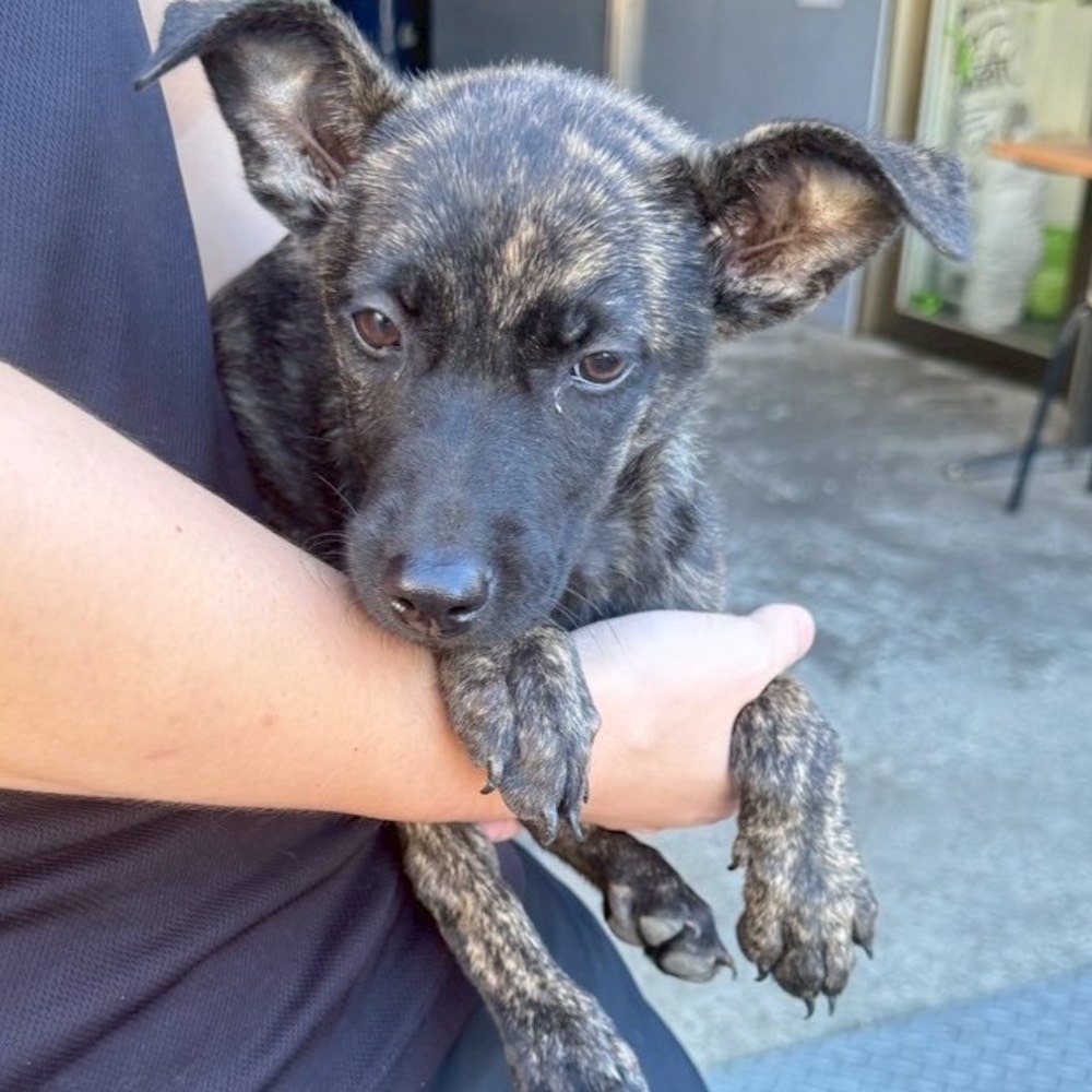 ❮二手❯ 瑞典 Electrolux 伊萊克斯 ECM4G 美式咖啡機 具備自動保溫功能 可沖煮4人份咖啡 咖啡壺-細節圖8