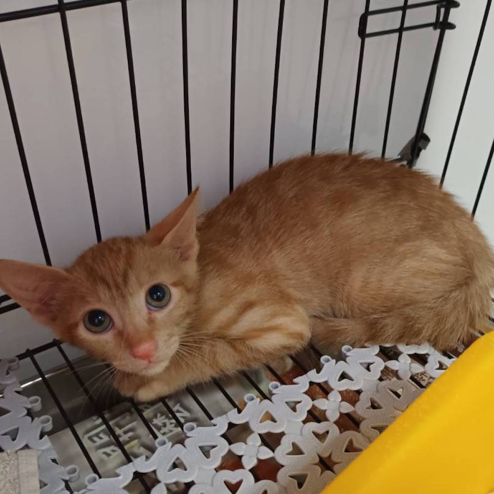 ❮近新❯ 德國 ROMMELSBACHER 諾曼百赫 雙電壓旅行用電爐 RK501/U 德國製造空姐鍋 單爐-細節圖9