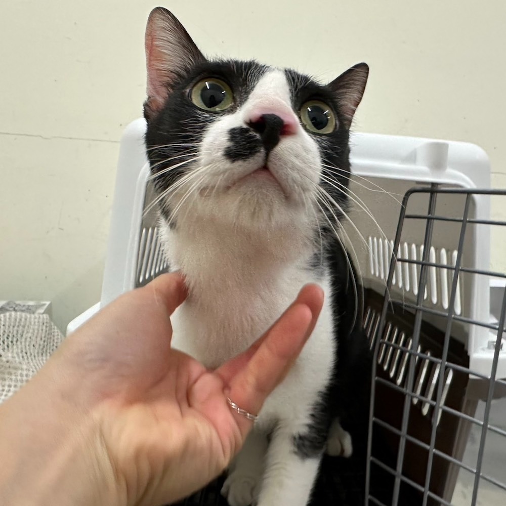 ❮二手❯ 荷蘭 PHILIPS 飛利浦 LED桌燈 72087 飛利浦品恒 A級雙燈臂 LED檯燈 閱讀燈 燈具-細節圖8