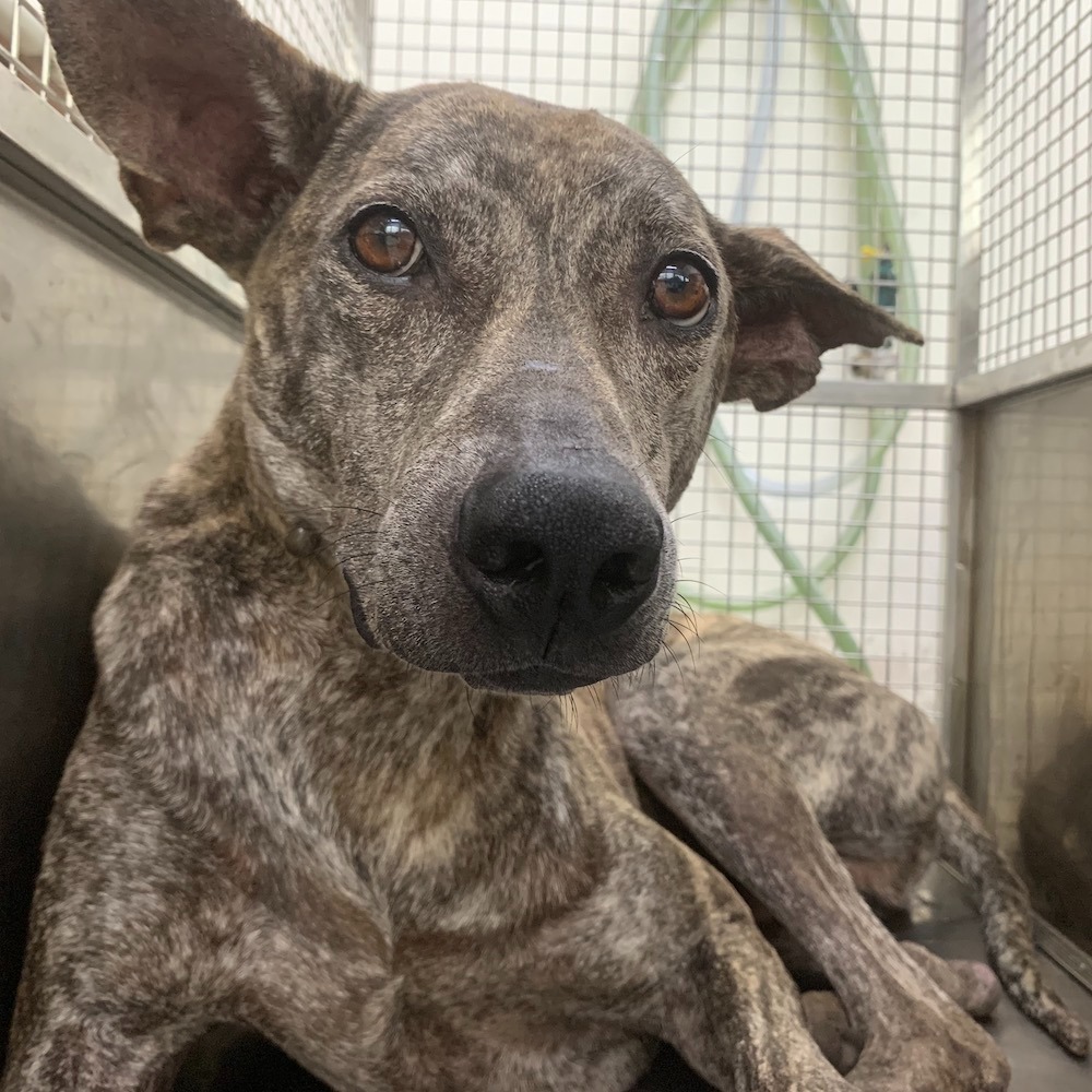 ❮二手❯ 日本 Playstation 遊戲機 複合式AV連接線 Sony 索尼 AV Multi Out 三色RCA-細節圖3