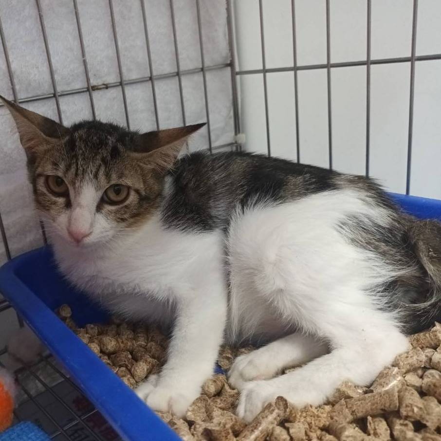 ❮二手❯ PETKIT PuraX系列 自動貓砂機充電器 KA2401A-1202000DE 電源線 12V 2A-細節圖2