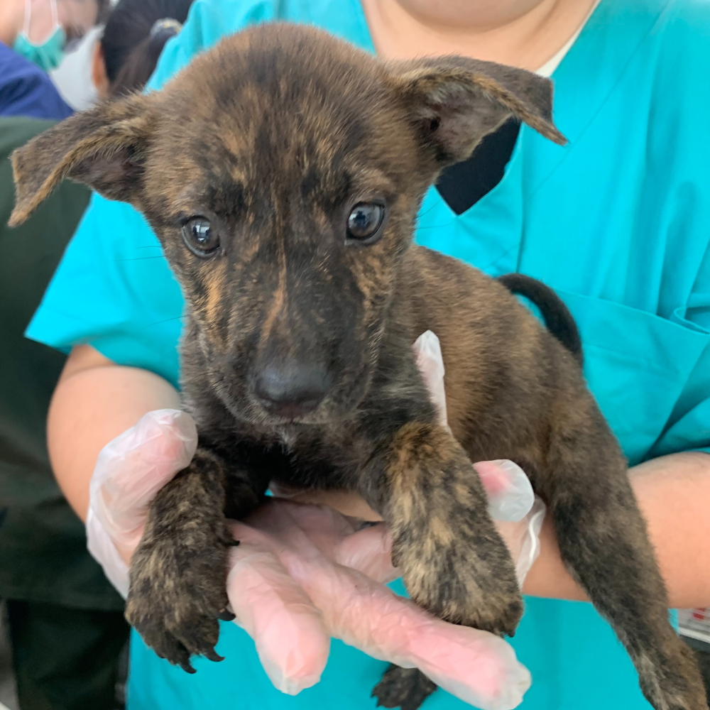 ❮二手❯ 德國 Adidas 愛迪達 Conext 21 Match Ball Replica Club 足球 5號球-細節圖6