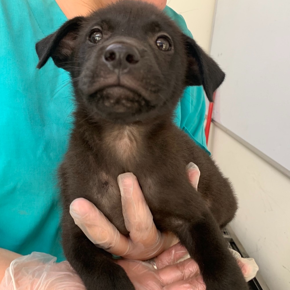 ❮全新❯ 慈濟 Tzu-Chi 靜思書軒 淨斯 淨斯本草滾珠露 10ml 純植物萃取精華 放鬆舒緩心情 提升保護力-細節圖3