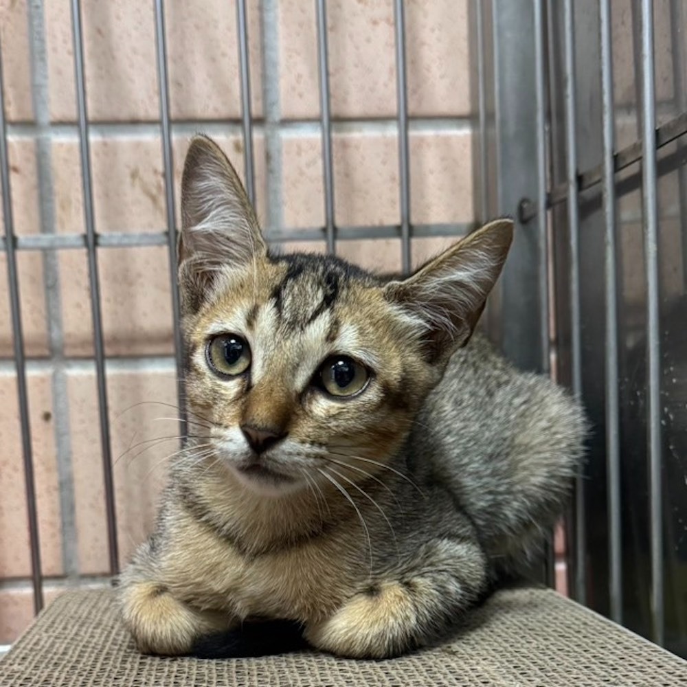 ❮全新❯ 達強運動 Badminton 兒童羽毛球 兒童羽球拍 兒童網球拍 幼兒羽球拍 小朋友羽毛球 羽毛球 羽球 球類-細節圖7