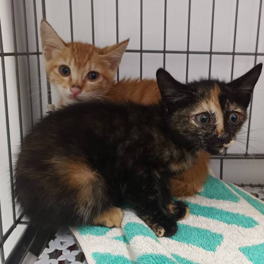 ❮零件❯ 日本 TAMRON 騰龍 35~80mm f=2.8~3.5 Macro Adaptall 接環 手動鏡頭-細節圖8