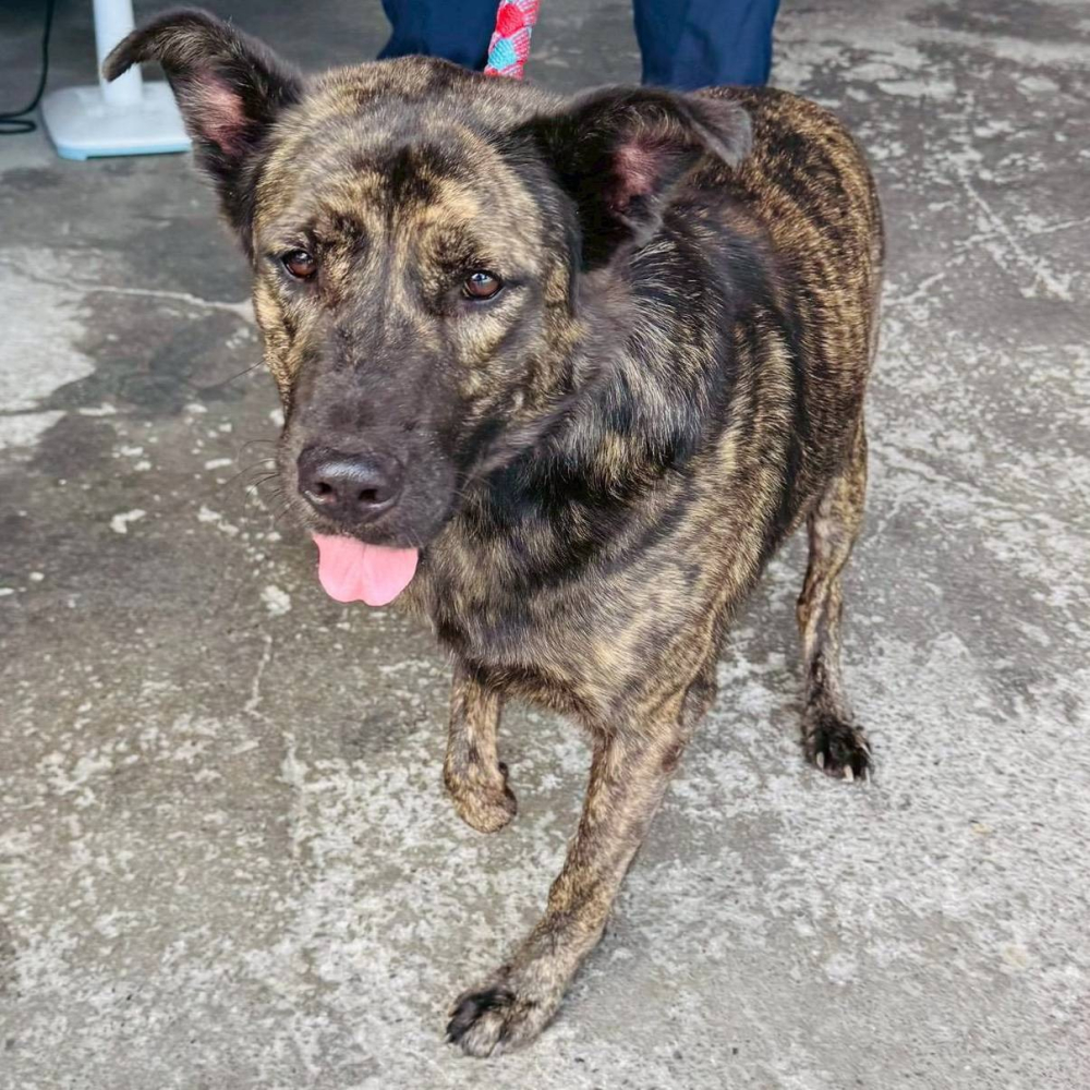 ❮二手❯ 日本 マグネット 亀嵩算盤 木製 龜嵩算盤 8025 古董算盤 珠算 攝影道具 佈景 場景道具 古玩 計算-細節圖8