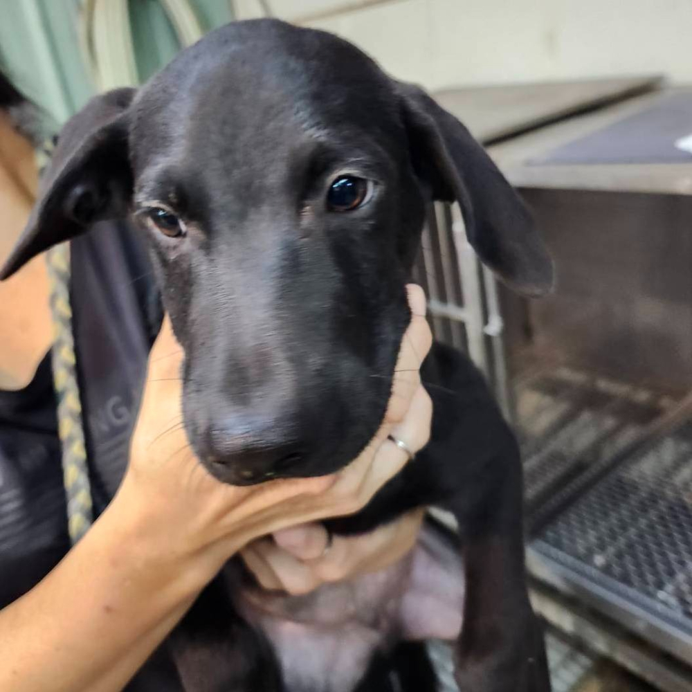 ❮全新❯ 日本 HUNTER 獵人 貪婪之島卡組 一坪的海岸線 支配者的祝福 風險骰子 危險骰子-細節圖8