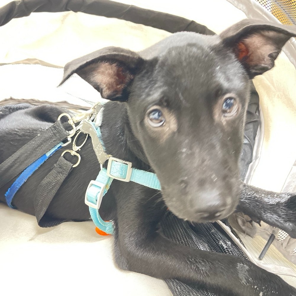 ❮二手❯ 法國 GOYARD 水泥灰 Saint Louis PM 托特包 法國殿堂級老牌風靡全球 天然塗面處理防水-細節圖9