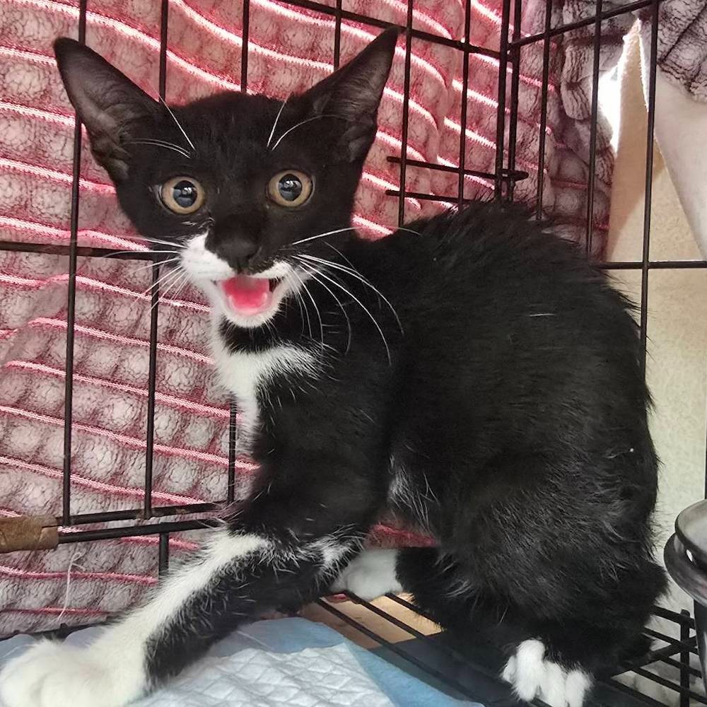 ❮全新❯ Unitech 多功能機能運動腰包 具有反光條設計 可確保夜間運動安全 配備通用耳機孔 容量大 方便放置隨身物-細節圖7