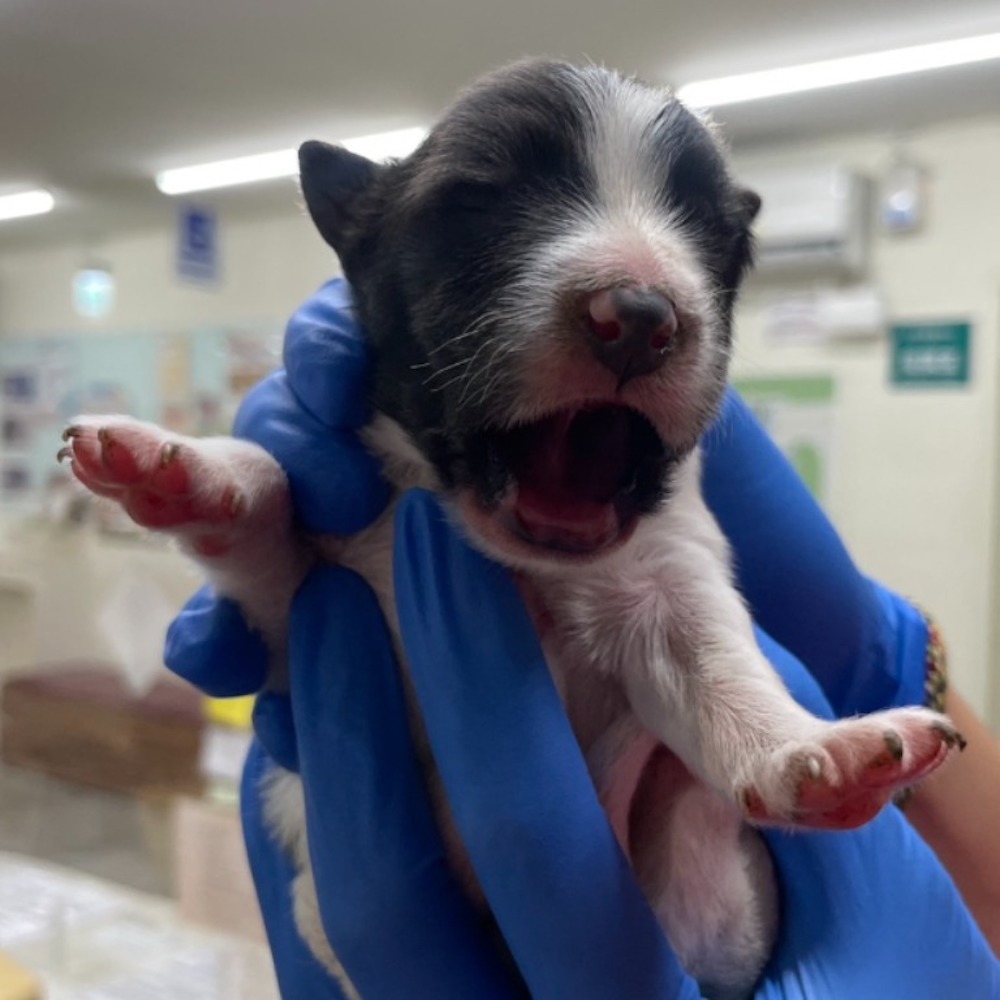 ❮二手❯ 慈濟 Tzu-Chi 掛飾 吊飾 靜思語 快樂來自心中有愛 基隆靜思堂 證嚴法師 吊飾 掛飾 手機掛繩-細節圖5